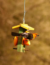 Altamira Oriole